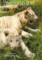 Zoo-White Tiger Cubs.jpg (830562 bytes)